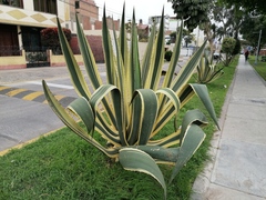 Agave