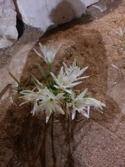 Pancratium maritimum