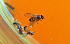 Drosophila melanogaster
