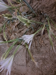 Pancratium maritimum