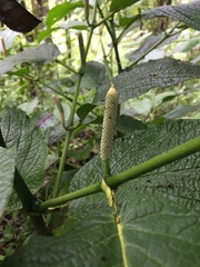 Piper lapathifolium
