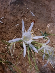 Pancratium maritimum