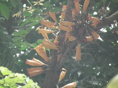 Mayodendron igneum