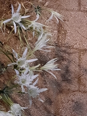 Pancratium maritimum