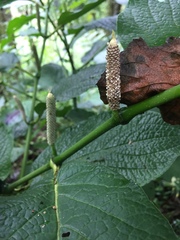 Piper lapathifolium