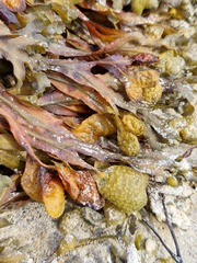 Fucus spiralis