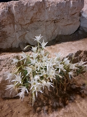 Pancratium maritimum