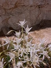 Pancratium maritimum