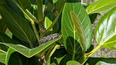 Chalcophora virginiensis