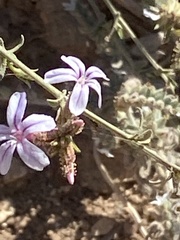 Plumbago europaea