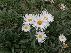 Leucanthemum