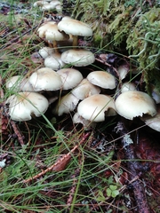 Hypholoma
