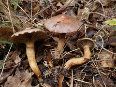 Chroogomphus rutilus