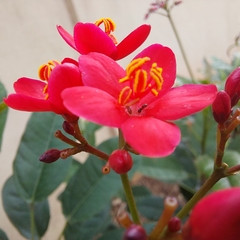 Jatropha