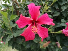 Hibiscus rosa-sinensis