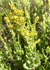 Solidago mollis