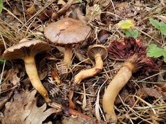 Chroogomphus rutilus