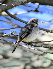 Muscicapa adusta adusta