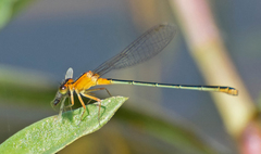Ischnura fluviatilis