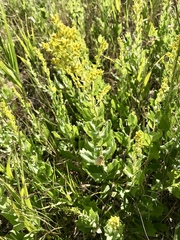 Solidago mollis