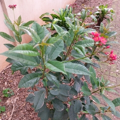 Jatropha