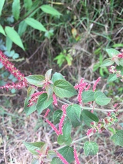 Acalypha adenostachya