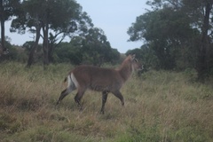 Kobus ellipsiprymnus defassa