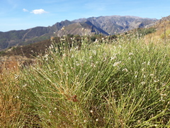 Genista umbellata