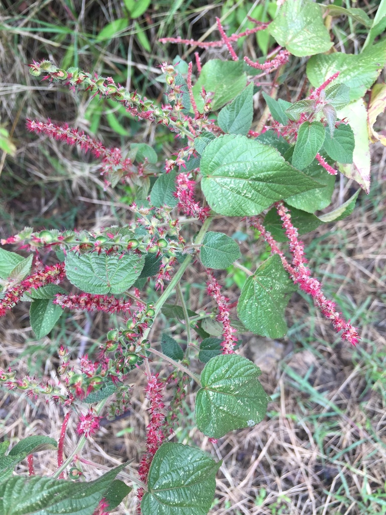Acalypha adenostachya (Acalypha adenostachya)