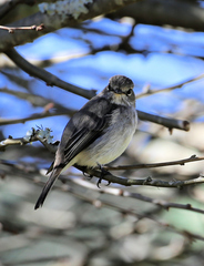 Muscicapa adusta adusta