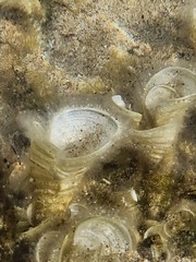 Padina pavonica