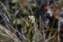 Triantha occidentalis