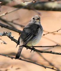Muscicapa adusta adusta