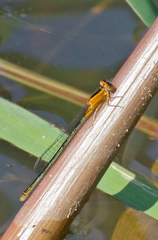 Ischnura fluviatilis