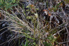 Triantha occidentalis