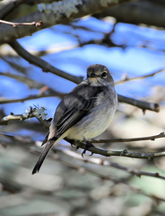 Muscicapa adusta adusta