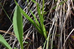 Triantha occidentalis