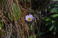 Erigeron peregrinus