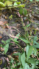 Persicaria longiseta