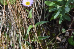 Erigeron peregrinus