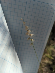 Bouteloua rigidiseta