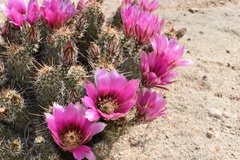 Echinocereus engelmannii fasciculatus