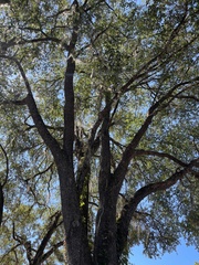 Quercus hemisphaerica