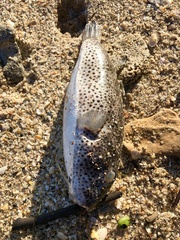 Sphoeroides testudineus