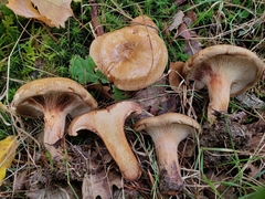 Paxillus