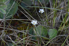 Gentiana douglasiana