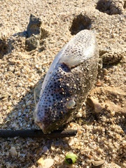 Sphoeroides testudineus