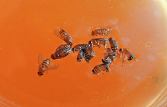 Drosophila melanogaster