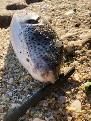 Sphoeroides testudineus