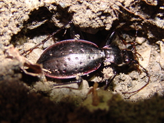 Carabus creutzeri